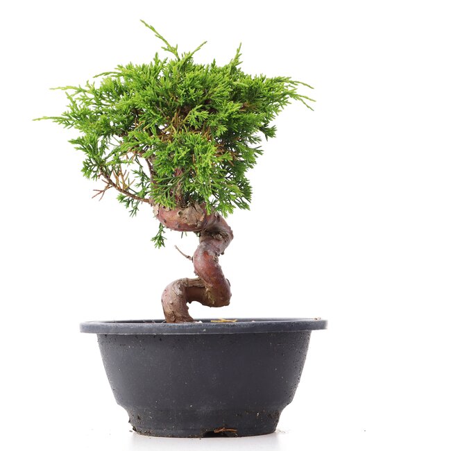 Juniperus chinensis Itoigawa, 19,5 cm, ± 10 jaar oud