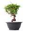 Juniperus chinensis Itoigawa, 19,5 cm, ± 10 Jahre alt