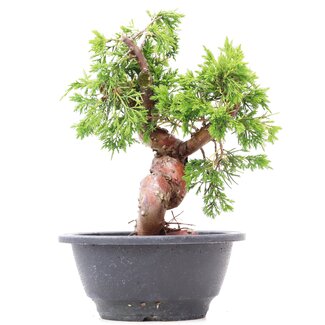 Juniperus chinensis Itoigawa, 21 cm, ± 10 años