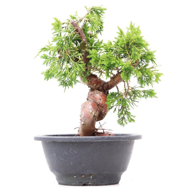 Juniperus chinensis Itoigawa, 21 cm, ± 10 years old