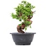 Juniperus chinensis Itoigawa, 21 cm, ± 10 jaar oud