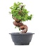 Juniperus chinensis Itoigawa, 21 cm, ± 10 jaar oud