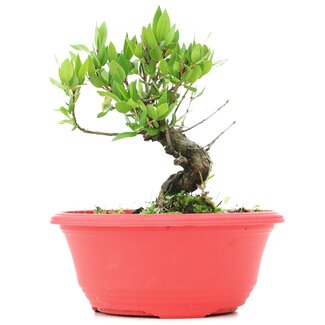 Myrtus communis, 15 cm, ± 8 Jahre alt