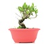 Myrtus communis, 15 cm, ± 8 years old