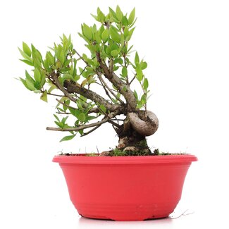 Myrtus communis, 18,5 cm, ± 8 años