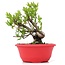 Myrtus communis, 18,5 cm, ± 8 years old