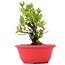 Myrtus communis, 18,5 cm, ± 8 years old