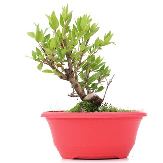 Myrtus communis, 17,5 cm, ± 8 anni