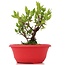 Myrtus communis, 17,5 cm, ± 8 Jahre alt