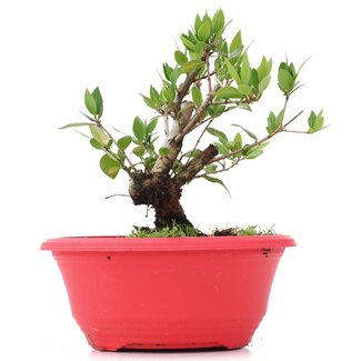 Myrtus communis, 15 cm, ± 8 anni