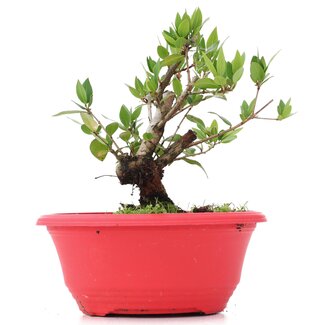 Myrtus communis, 15 cm, ± 8 jaar oud