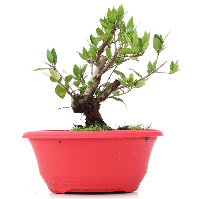 Myrtus communis, 15 cm, ± 8 years old