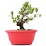 Myrtus communis, 15 cm, ± 8 years old