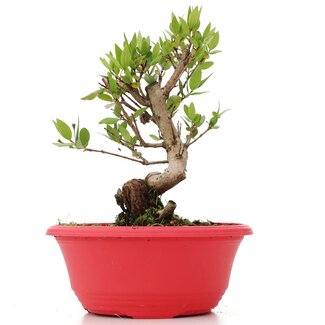 Myrtus communis, 18,5 cm, ± 8 años