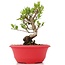 Myrtus communis, 18,5 cm, ± 8 years old