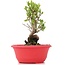 Myrtus communis, 18,5 cm, ± 8 years old