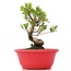 Myrtus communis, 18,5 cm, ± 8 Jahre alt