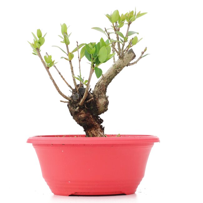 Myrtus communis, 18 cm, ± 8 Jahre alt