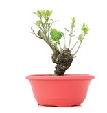 Myrtus communis, 18 cm, ± 8 Jahre alt