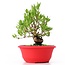 Myrtus communis, 20 cm, ± 8 years old