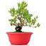 Myrtus communis, 20 cm, ± 8 years old