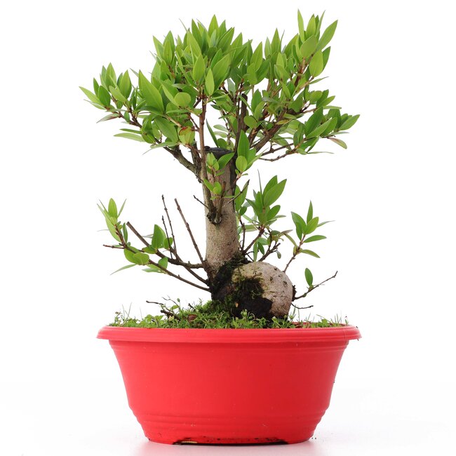 Myrtus communis, 20,5 cm, ± 8 Jahre alt