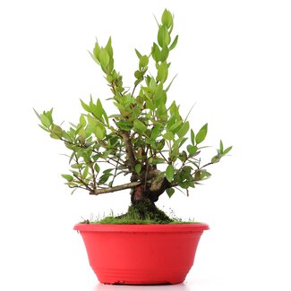 Myrtus communis, 28 cm, ± 8 años