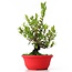 Myrtus communis, 28 cm, ± 8 ans