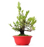 Myrtus communis, 28 cm, ± 8 Jahre alt