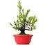 Myrtus communis, 28 cm, ± 8 jaar oud