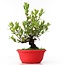 Myrtus communis, 28 cm, ± 8 years old