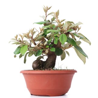 Eleagnus, 16 cm, ± 8 ans