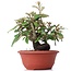 Eleagnus, 16 cm, ± 8 years old