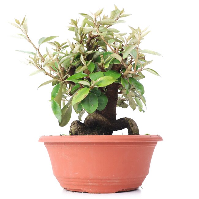 Eleagnus, 24 cm, ± 8 years old