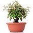 Eleagnus, 24 cm, ± 8 years old