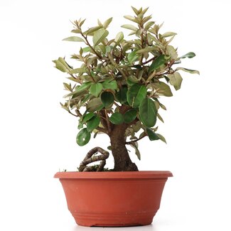 Eleagnus, 25 cm, ± 8 ans