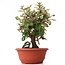 Eleagnus, 25 cm, ± 8 years old