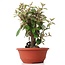 Eleagnus, 25 cm, ± 8 years old