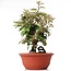 Eleagnus, 25 cm, ± 8 years old