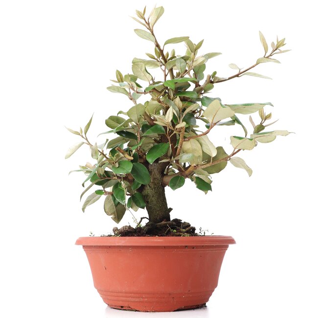 Eleagnus, 23 cm, ± 8 jaar oud