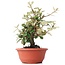 Eleagnus, 23 cm, ± 8 years old