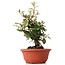 Eleagnus, 23 cm, ± 8 years old