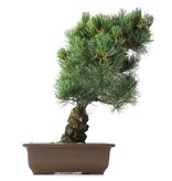 Pinus parviflora Goyomatsu, 40 cm, ± 20 Jahre alt