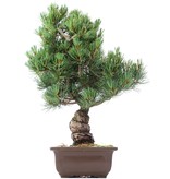 Pinus parviflora Goyomatsu, 40 cm, ± 20 jaar oud