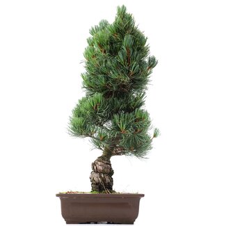 Pinus parviflora Goyomatsu, 53 cm, ± 20 anni