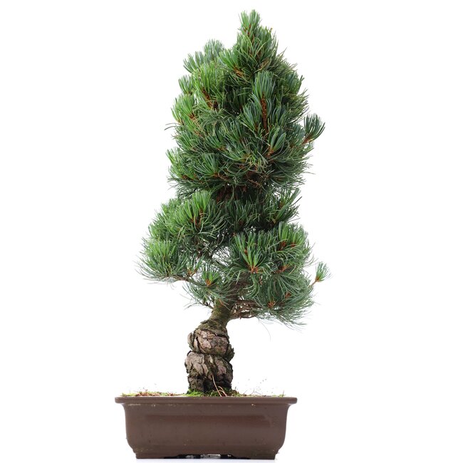 Pinus parviflora Goyomatsu, 53 cm, ± 20 years old