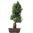 Pinus parviflora Goyomatsu, 53 cm, ± 20 jaar oud