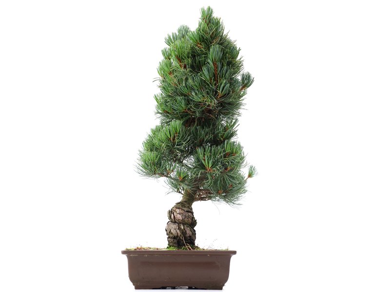 Pinus parviflora Goyomatsu, 53 cm, ± 20 jaar oud