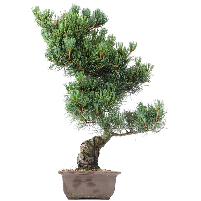 Pinus parviflora Goyomatsu, 53 cm, ± 20 jaar oud