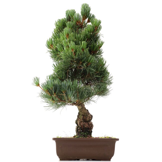 Pinus parviflora Goyomatsu, 53 cm, ± 20 ans